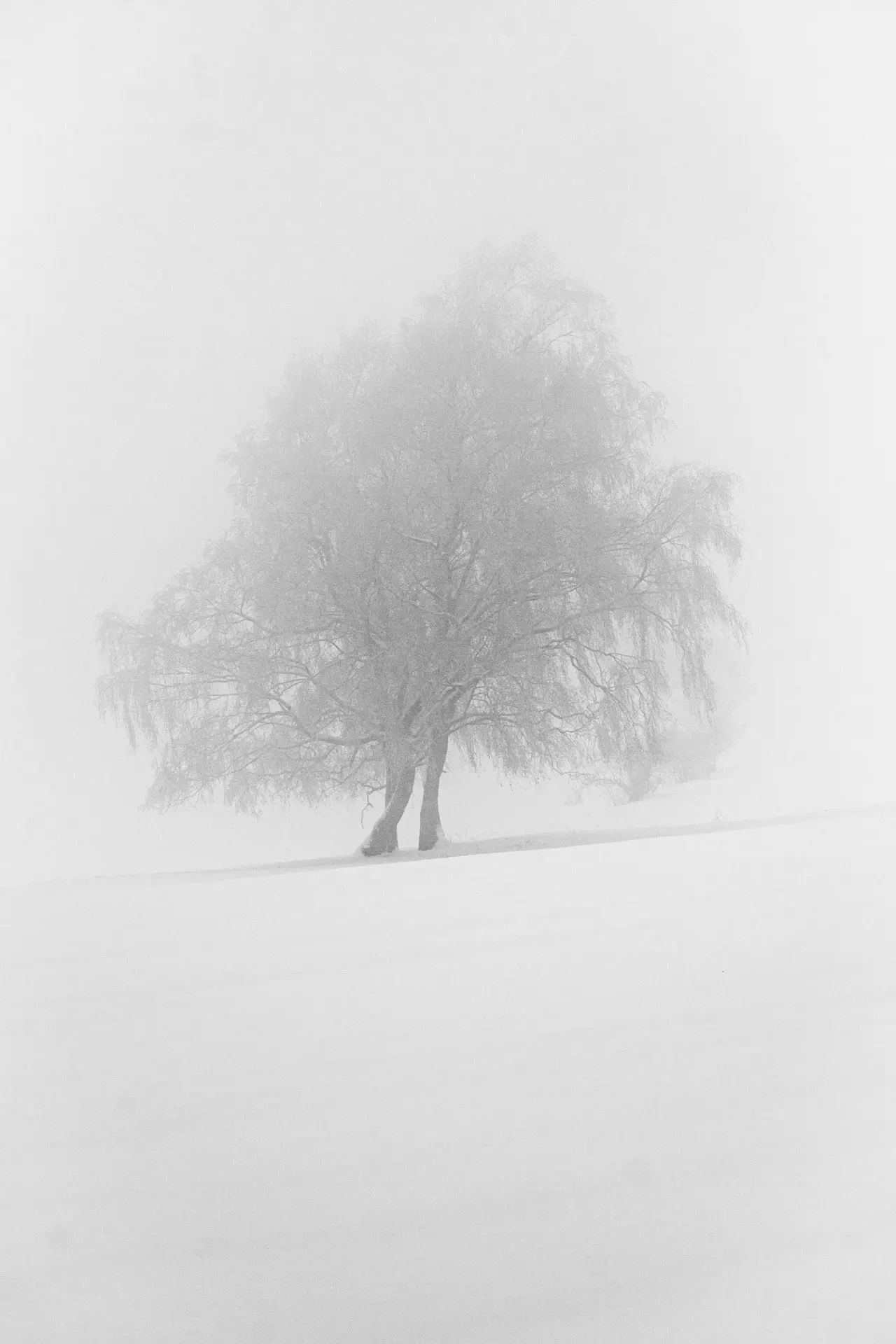 Vereister Laubbaum am Hang vor fast weißem Hintergrund.