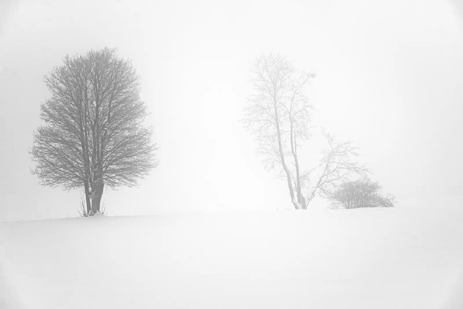 Zwei einzelne Bäume auf verschneiter Fläche, der Nebel verschluckt den Horizont.