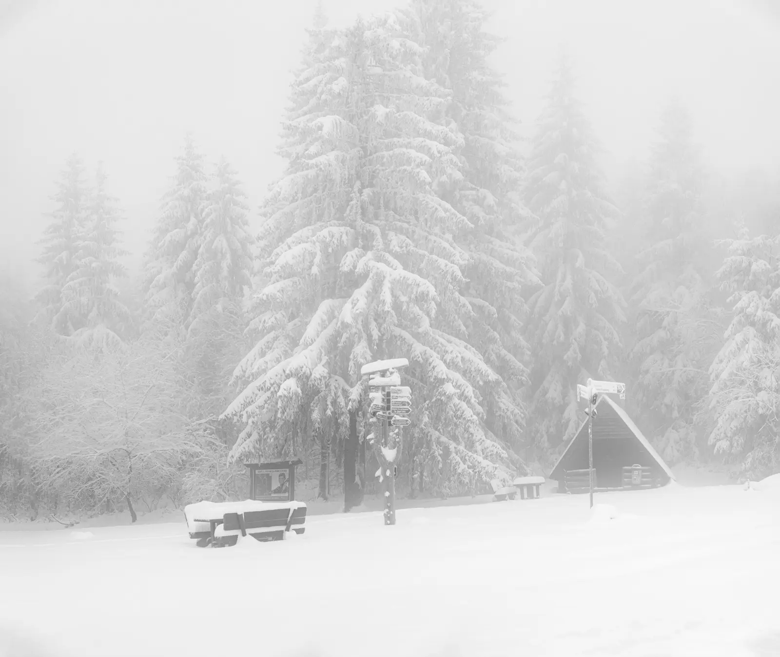 Schneebedeckte Fichten und eine Schutzhütte im Nebel.